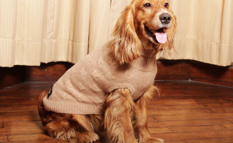 Cashmere Jumpers for Dogs