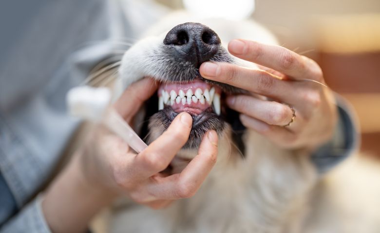 How to Improve Dog’s Dental Health – 5 Tips