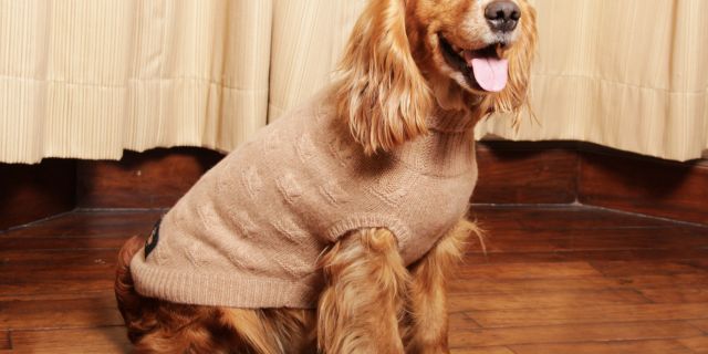 Cashmere Jumpers for Dogs