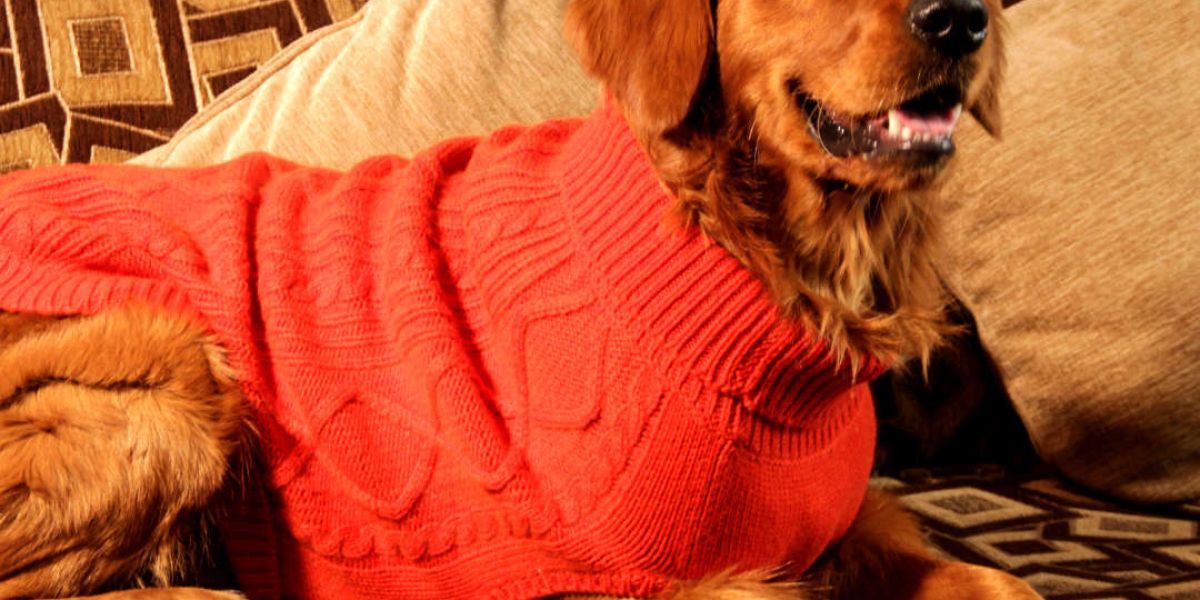 The Need for Dog Jumpers