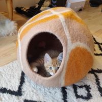 Home Everest Pet Cave